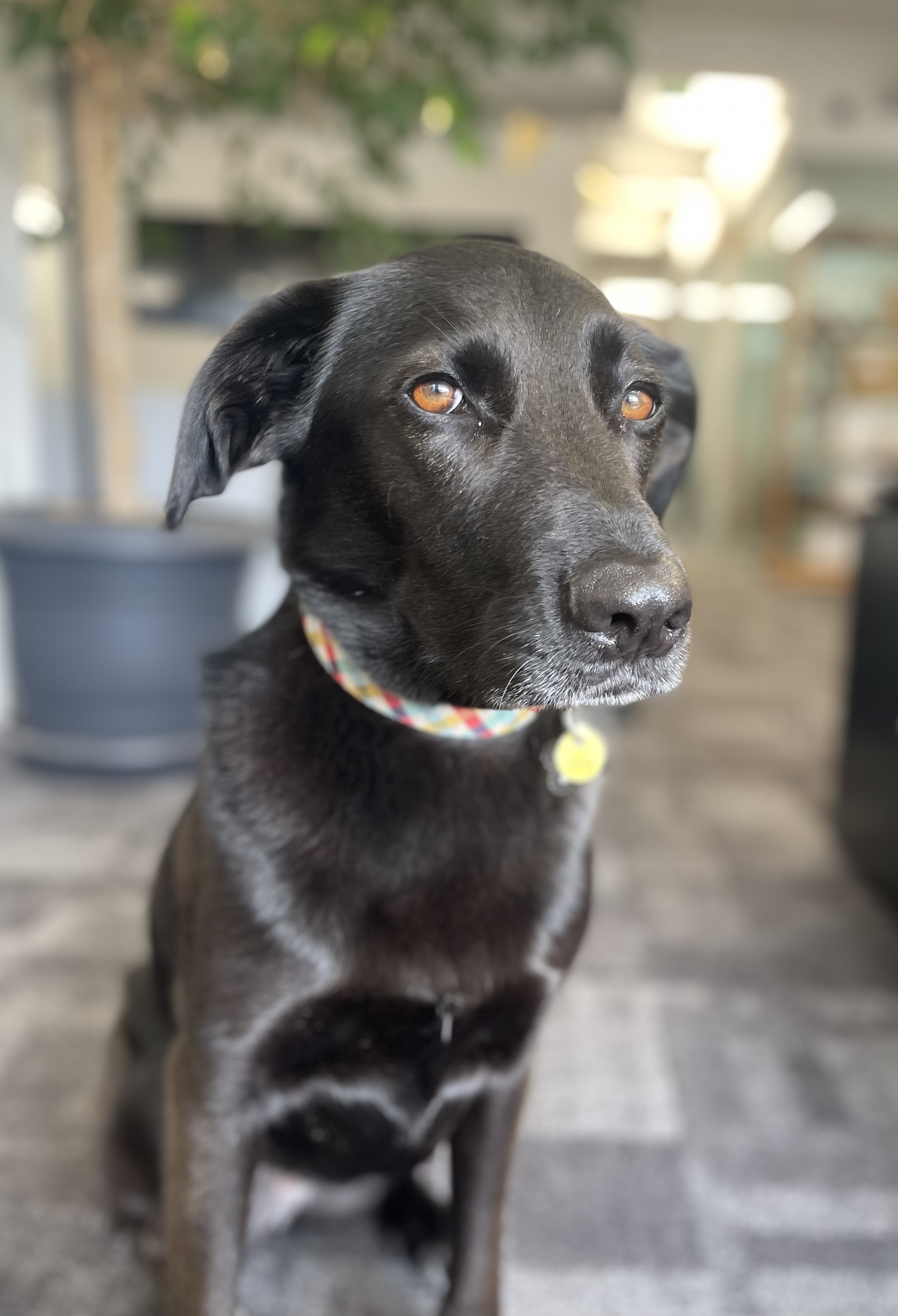 Kona-2.jpg